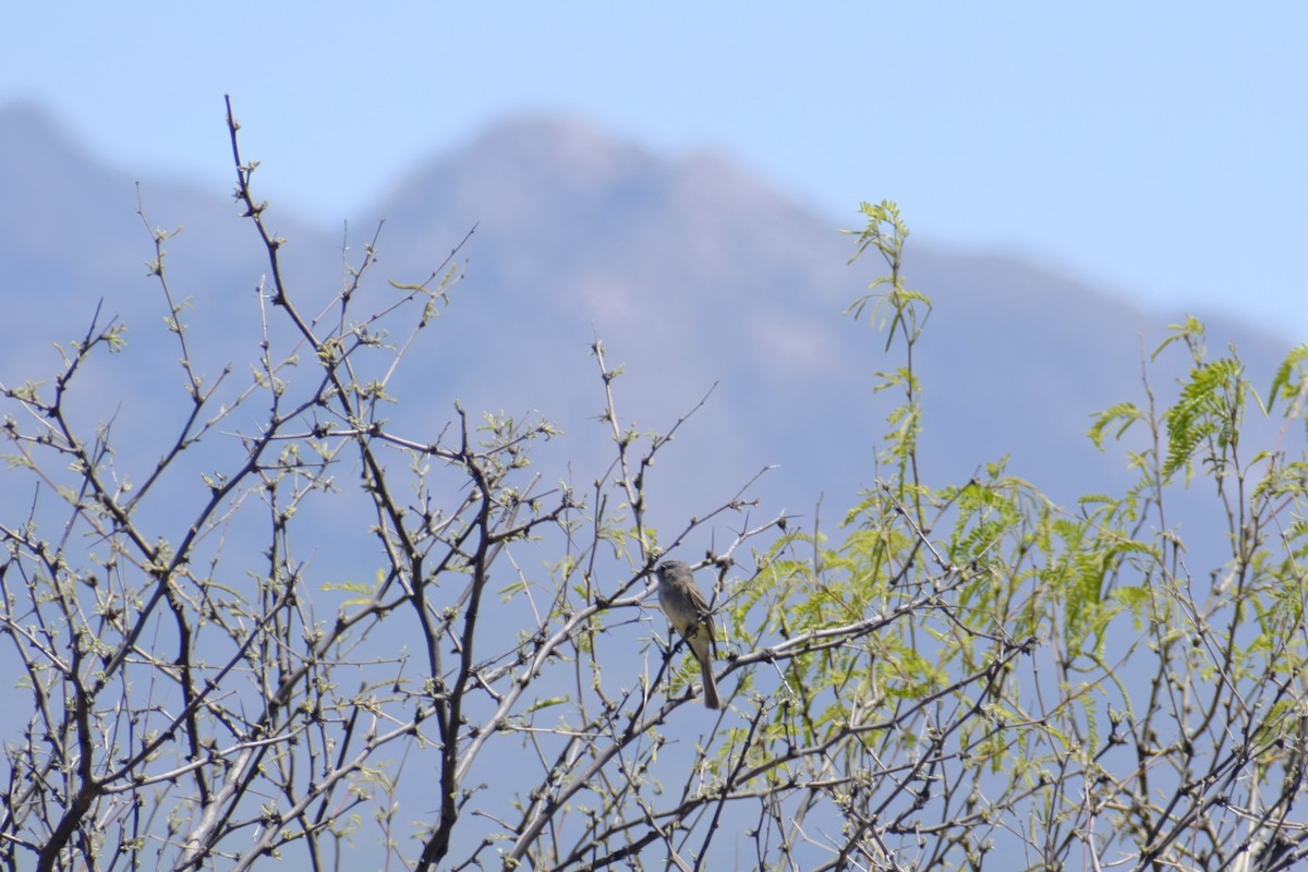 Dusky Flycatcher - ML618540235