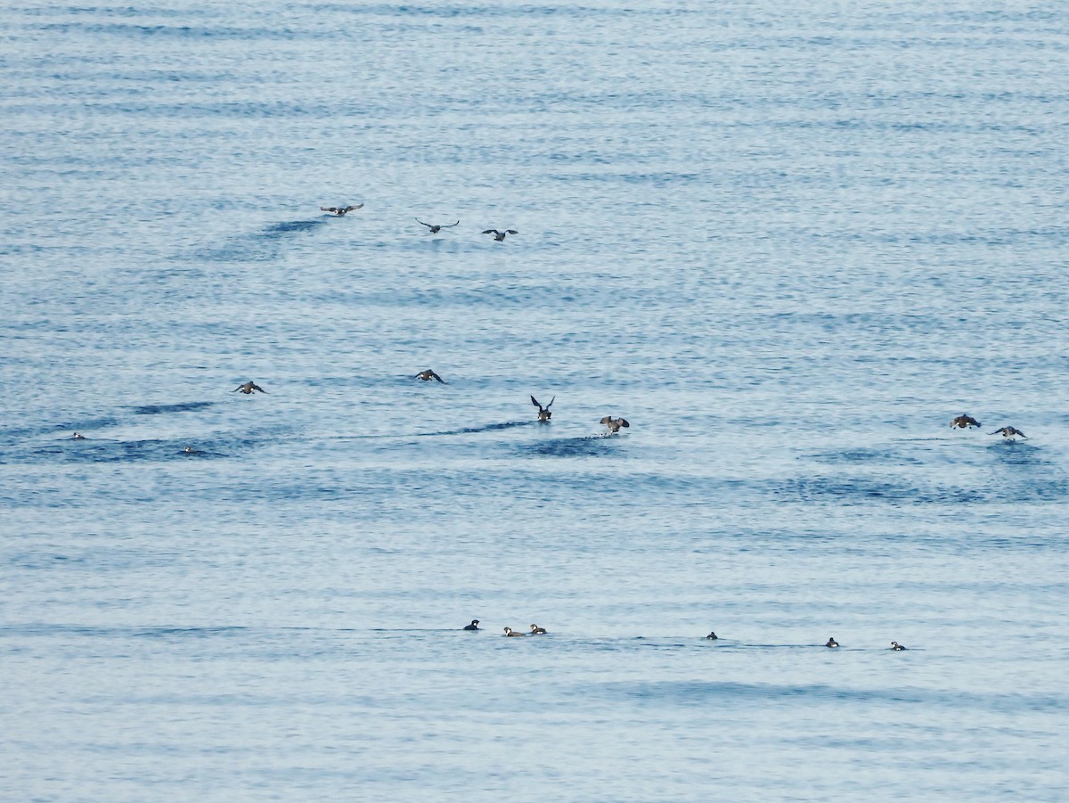 Guillemot à cou blanc - ML618540244