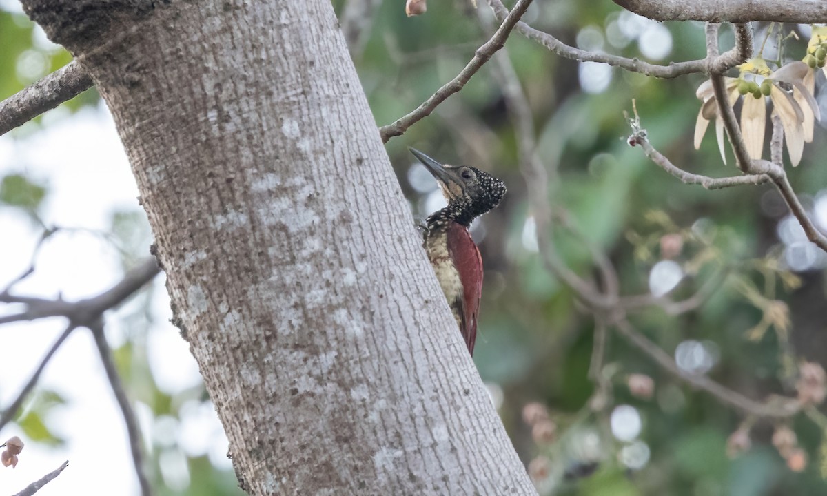 Luzon Flameback - ML618540254