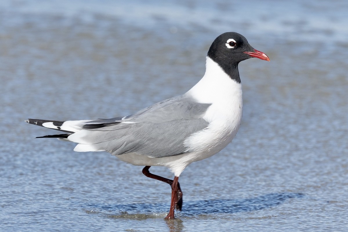 Franklin's Gull - ML618540260