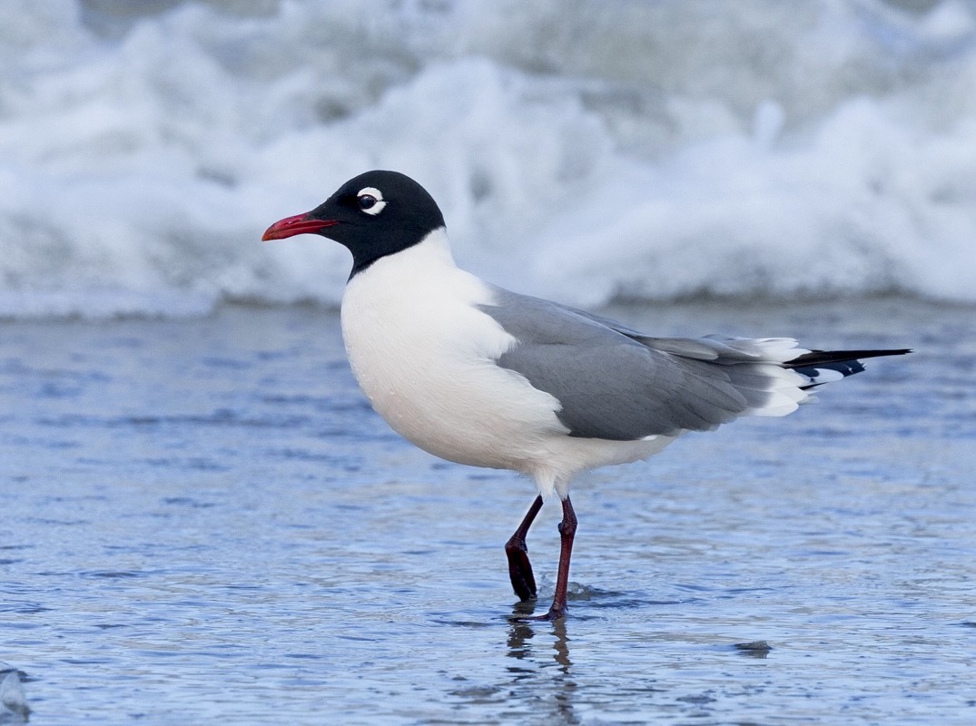 Mouette de Franklin - ML618540261