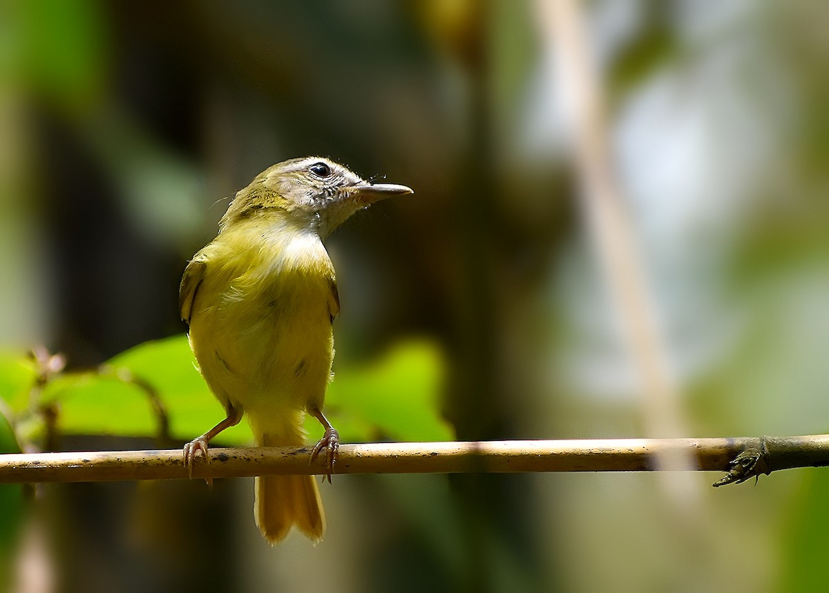 Yellow-bellied Warbler - Suman Biswas
