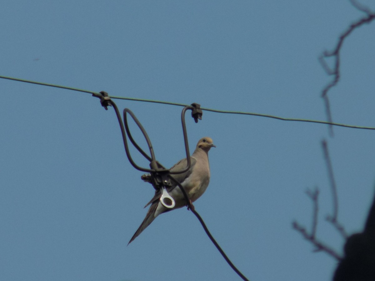 Mourning Dove - Tammy Gregory