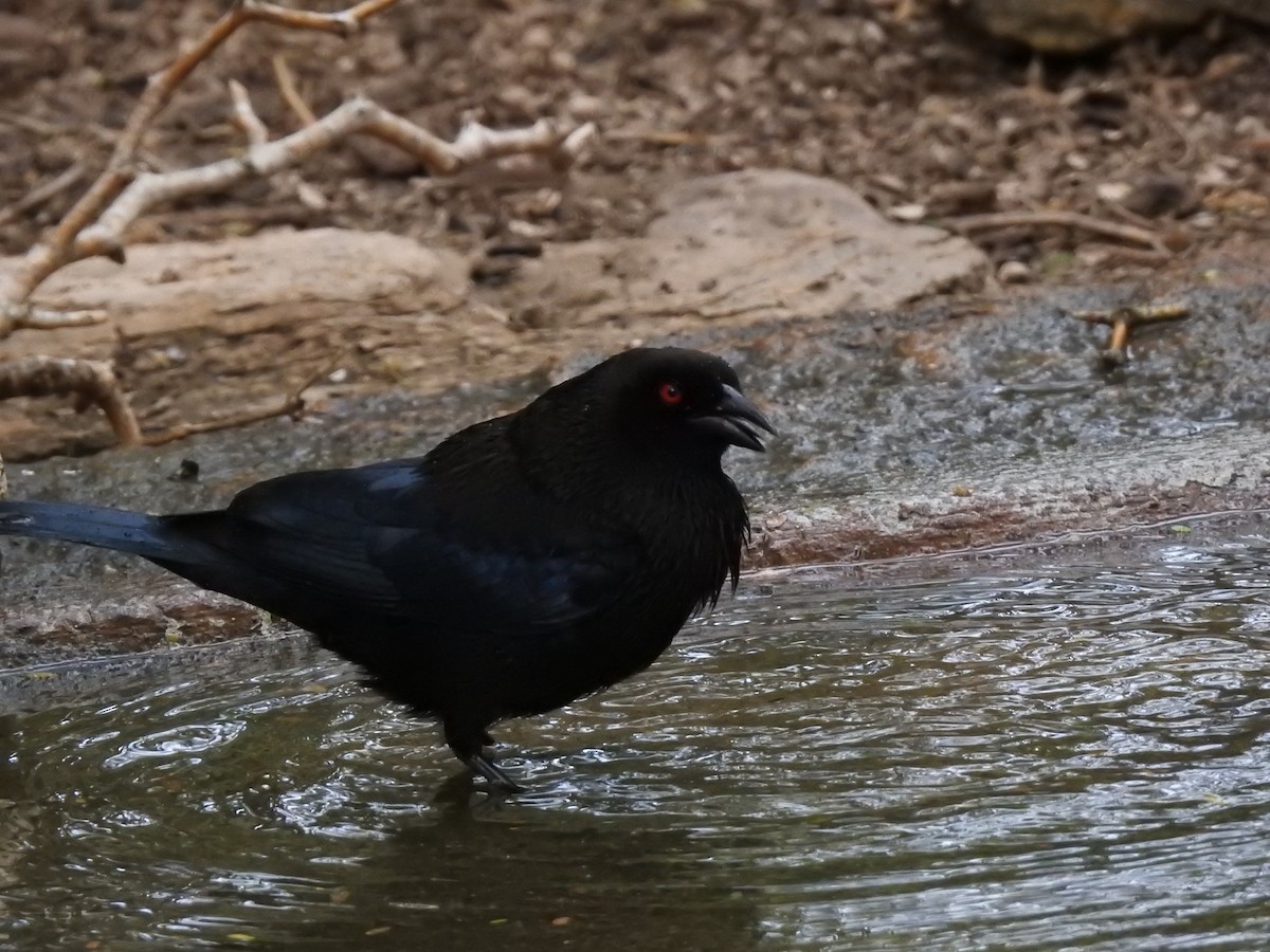 Bronzed Cowbird - ML618540293