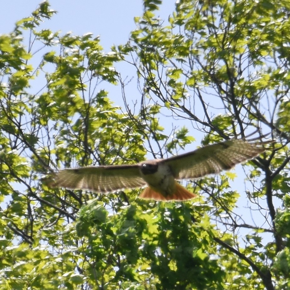 Red-tailed Hawk - ML618540296