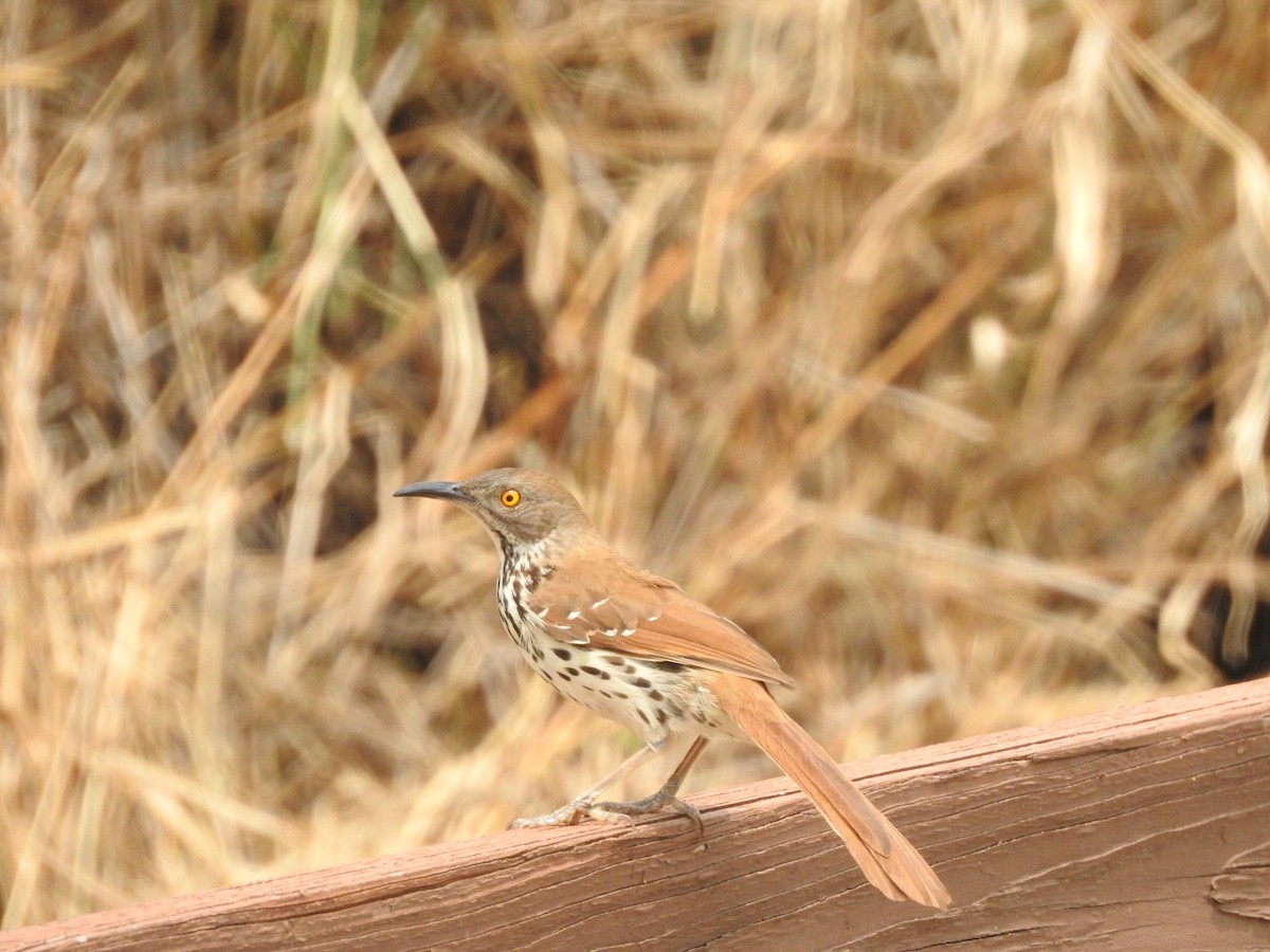 Long-billed Thrasher - ML618540305