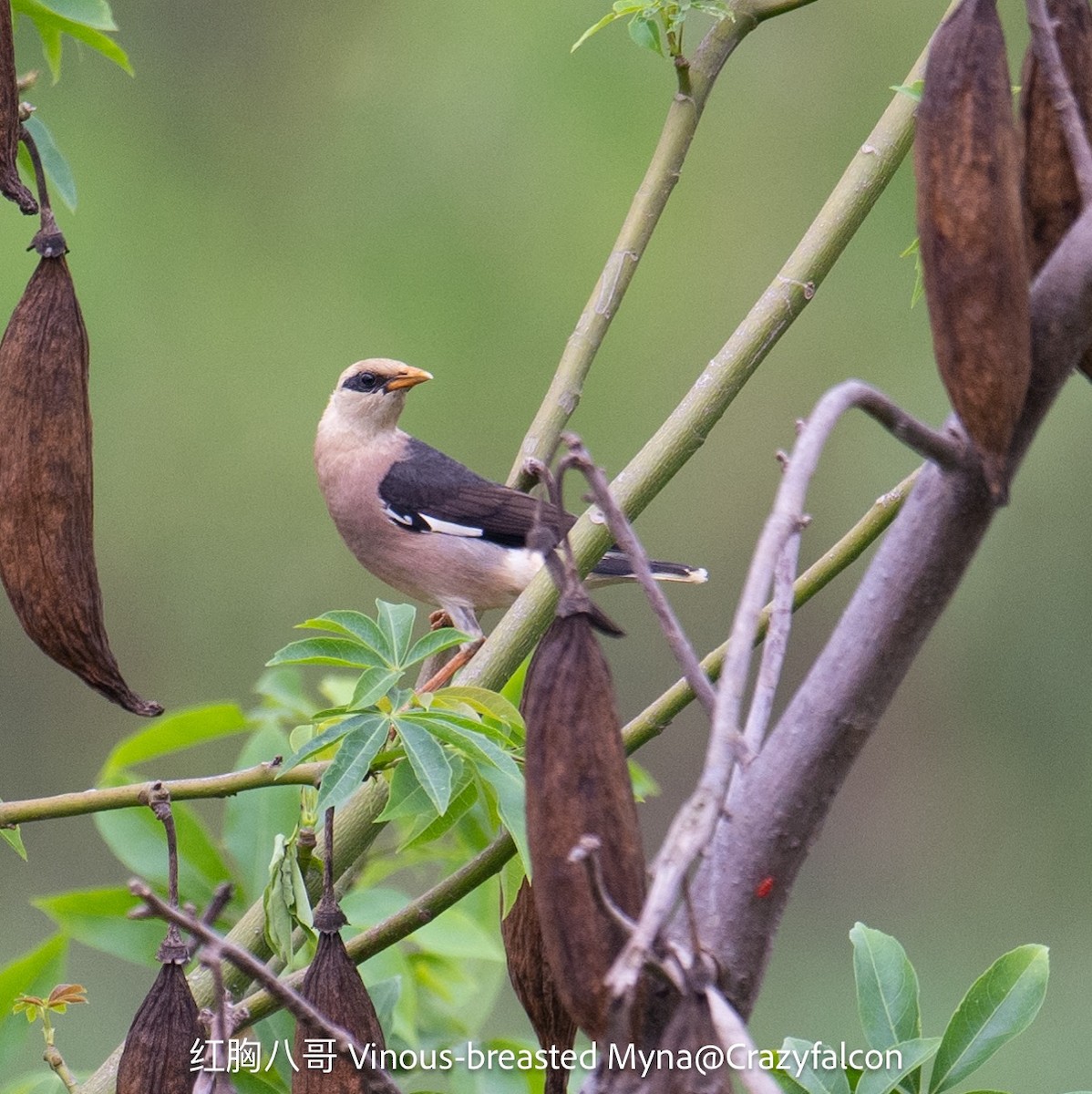 Vinous-breasted Myna - ML618540315