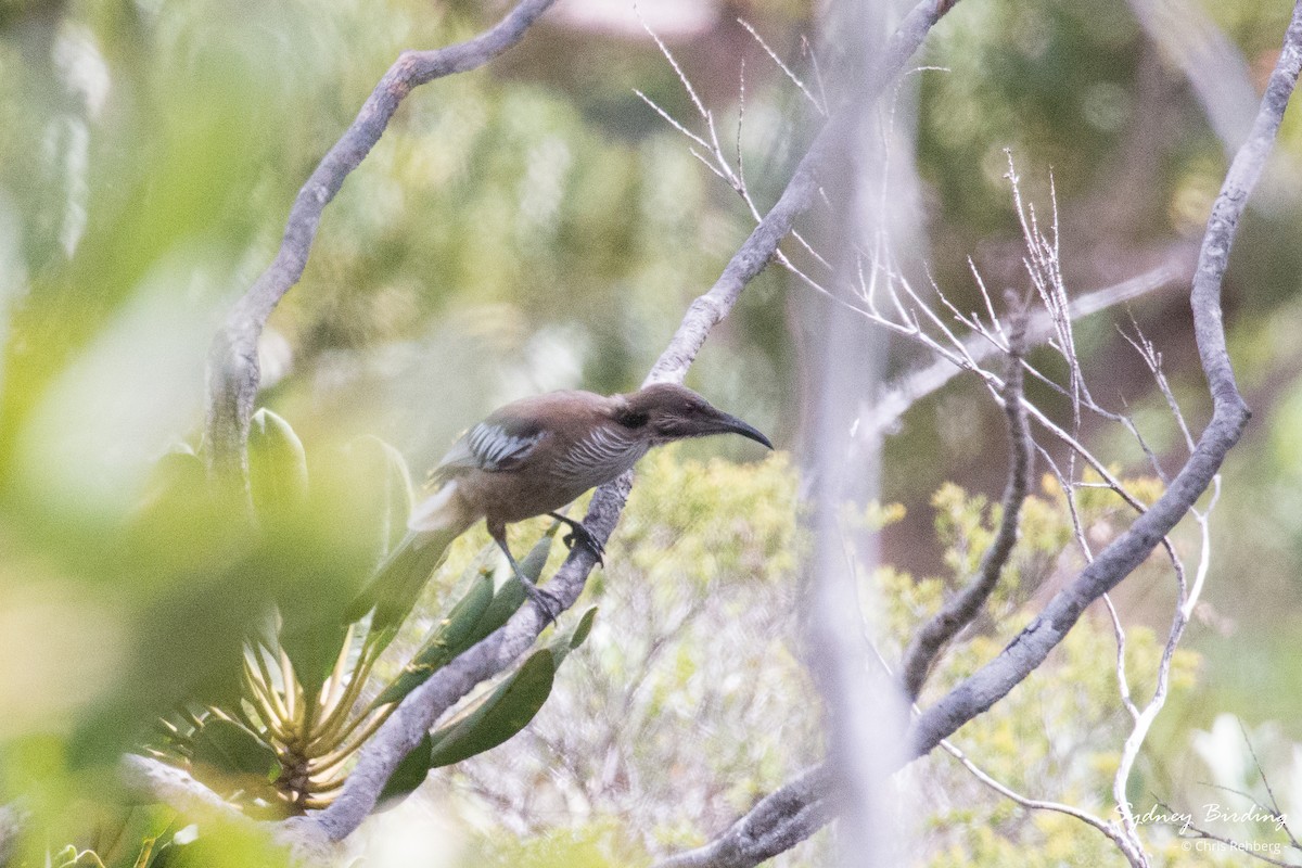 New Caledonian Friarbird - Chris Rehberg  | Sydney Birding