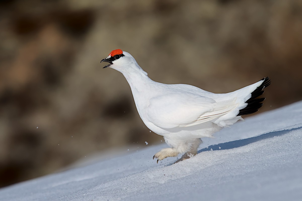 Rock Ptarmigan - ML618540358