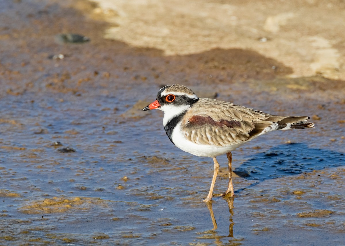 Black-fronted Dotterel - ML618540376