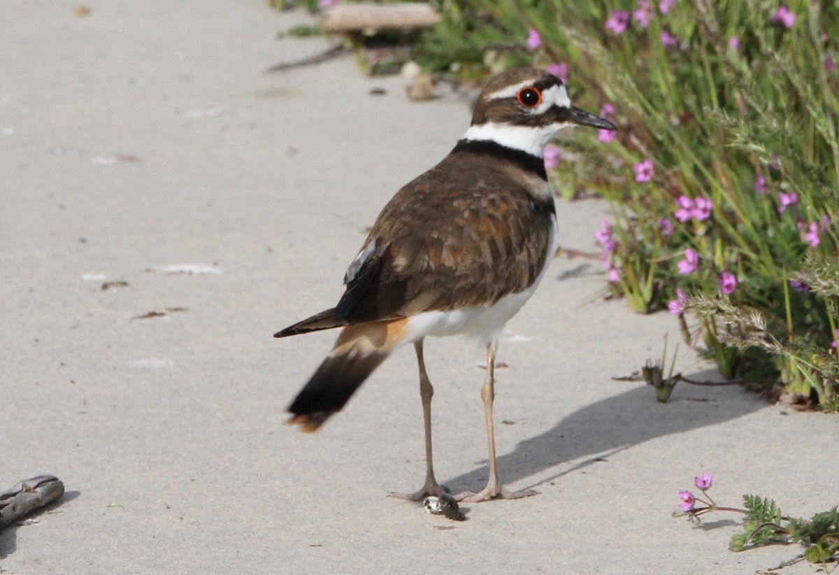 Killdeer - William Zwartjes cc