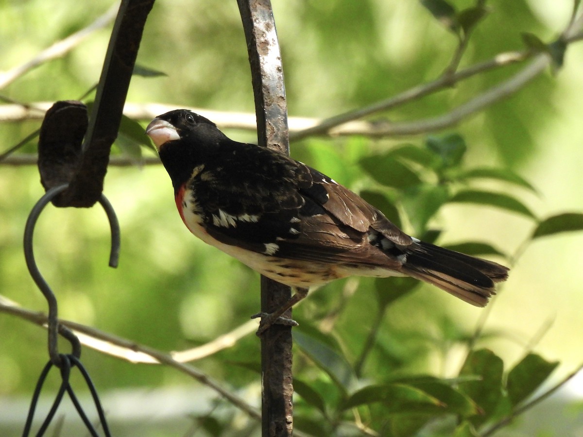 Rose-breasted Grosbeak - Bradley Evans