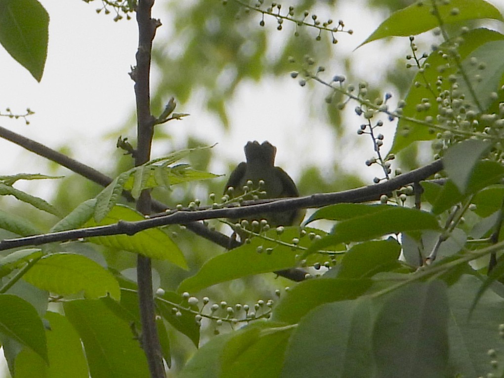 Canada Warbler - Chad Wilson