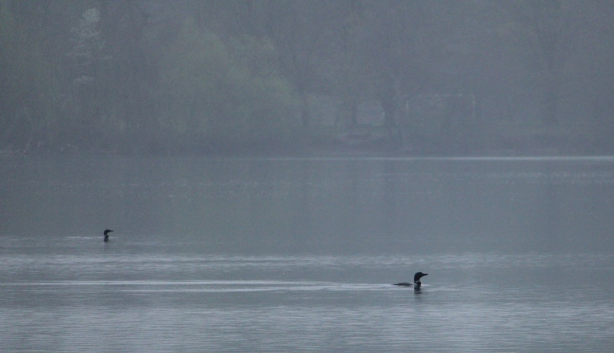 Common Loon - Hilary Dickson