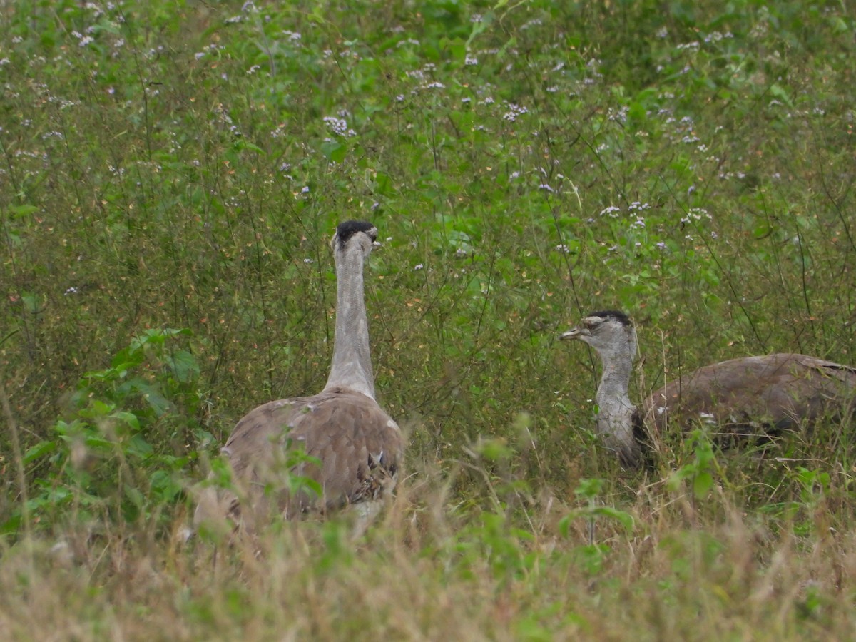 Australian Bustard - ML618540474