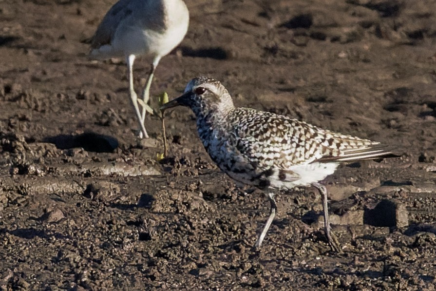 Black-bellied Plover - ML618540487