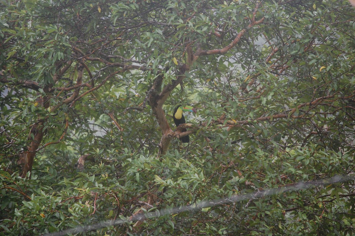 Keel-billed Toucan - Sam Holcomb