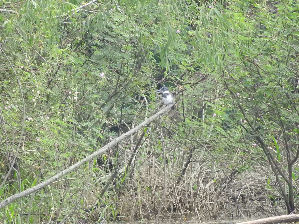 Belted Kingfisher - Joseph Aubert