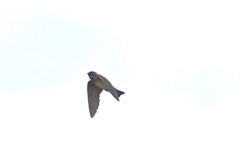 Cliff Swallow - Lisa Todd