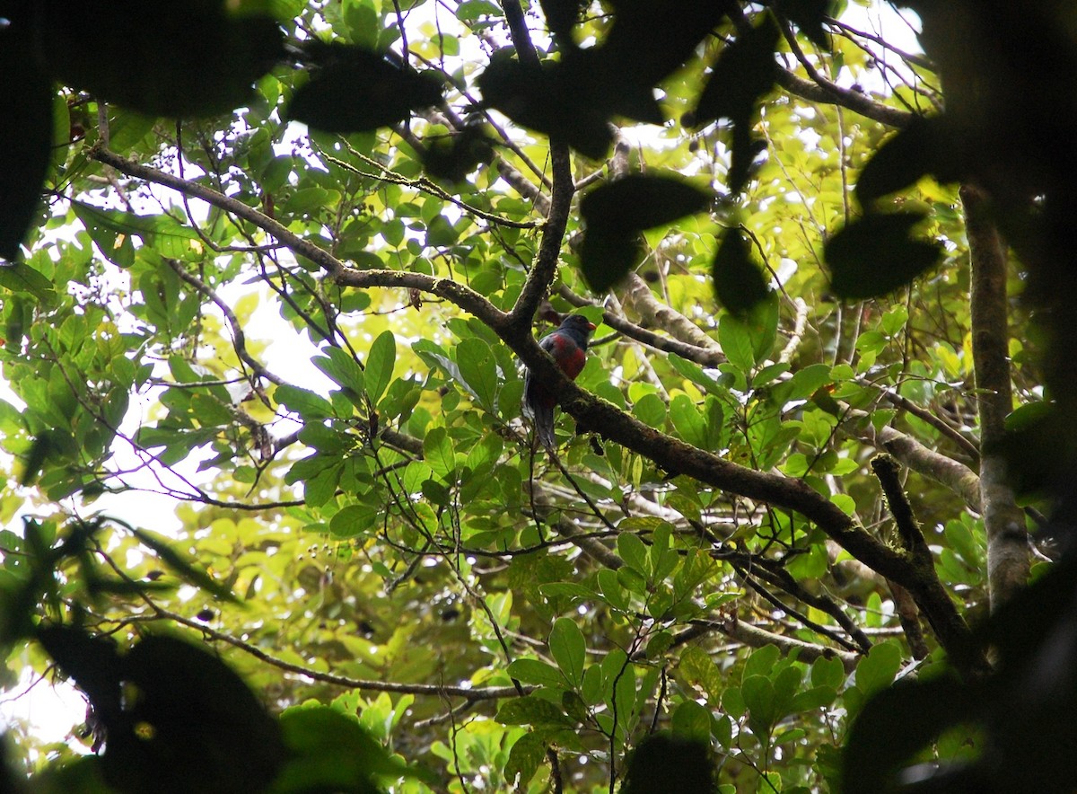 Slaty-tailed Trogon - Sam Holcomb