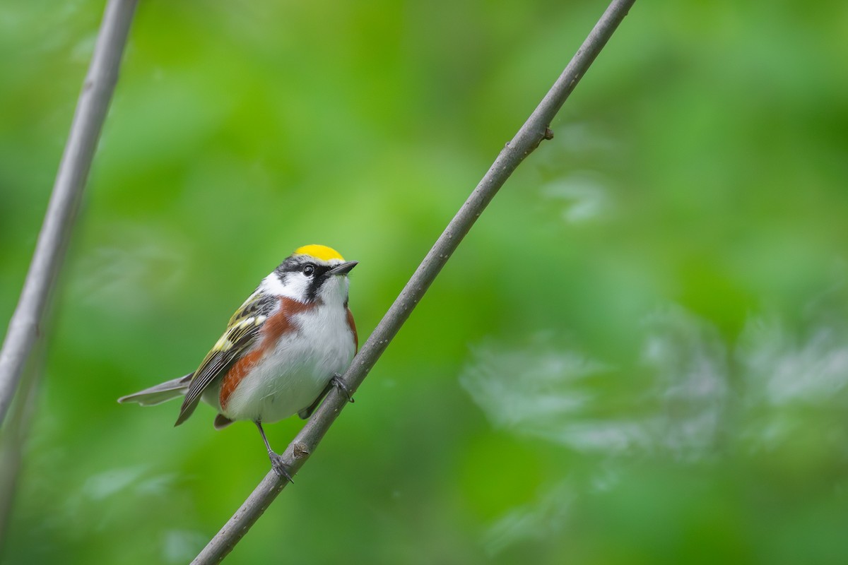 Chestnut-sided Warbler - Matt Zuro