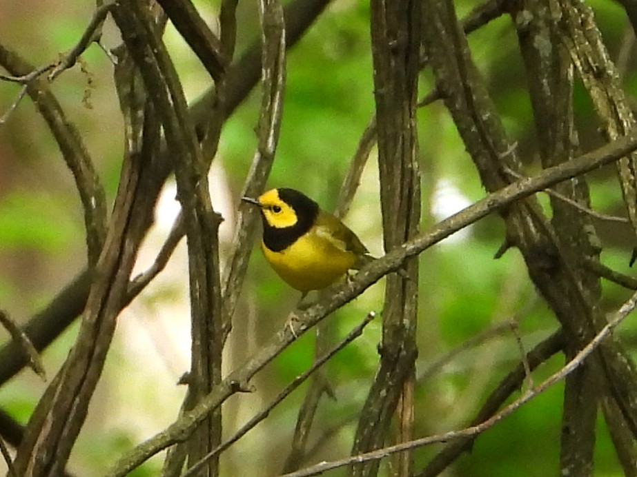 Hooded Warbler - Chad Wilson