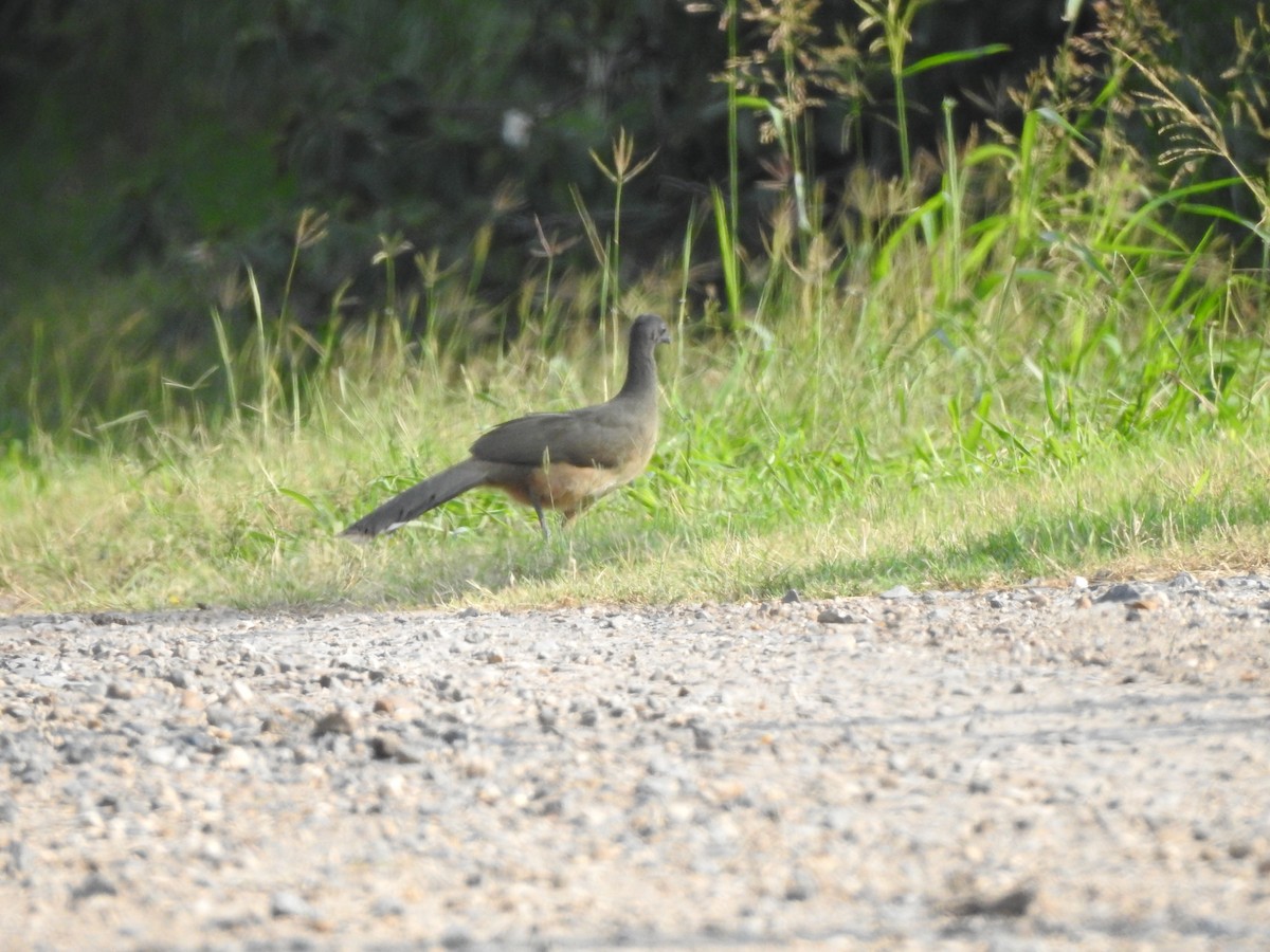 Plain Chachalaca - Joseph Aubert