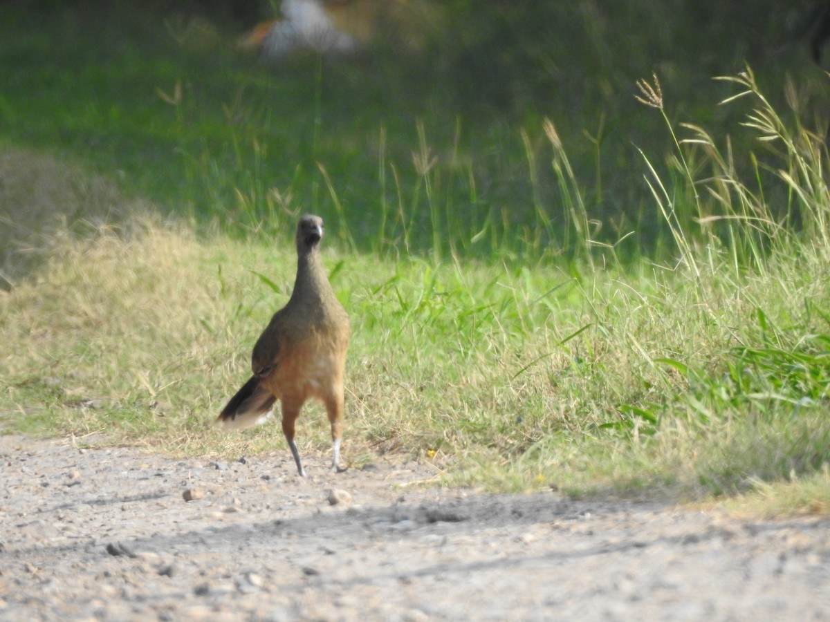 Plain Chachalaca - Joseph Aubert