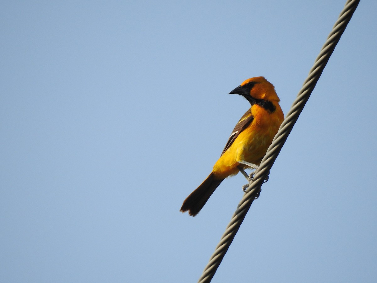 new world oriole sp. - ML618540554