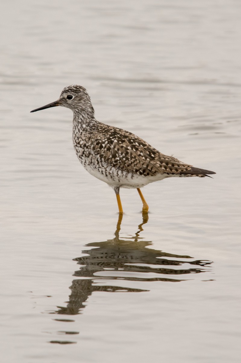 Lesser Yellowlegs - James Dennett