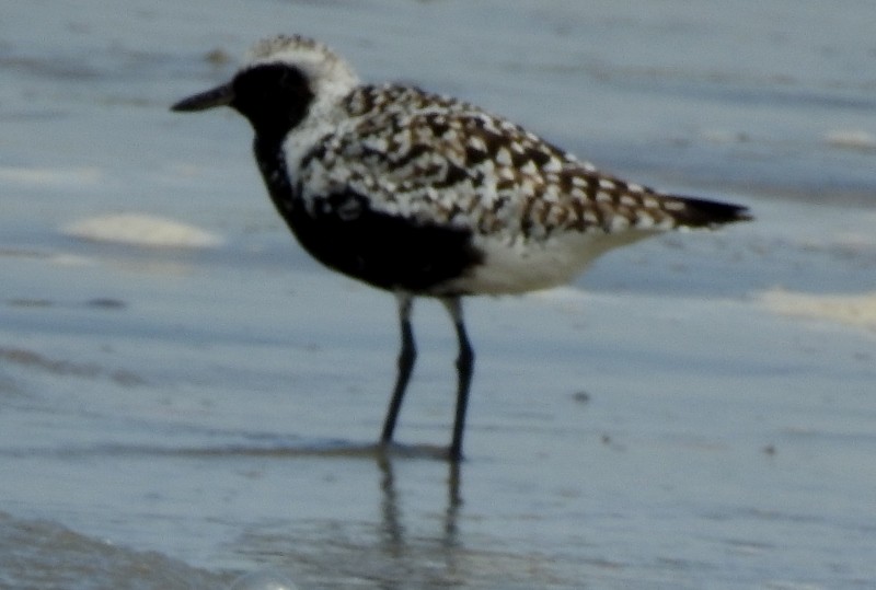 Black-bellied Plover - shantilal  Varu