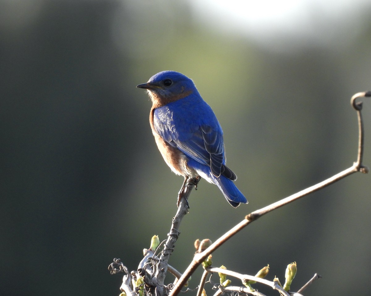 Eastern Bluebird - Anita M Granger