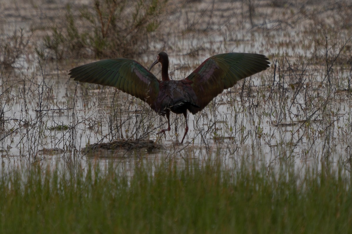 ibis americký - ML618540596