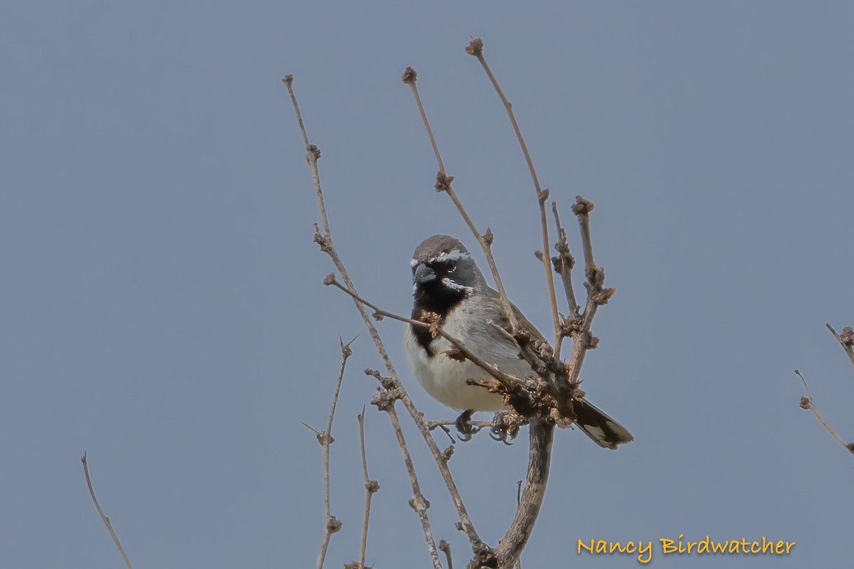 Black-throated Sparrow - Nancy Fernández