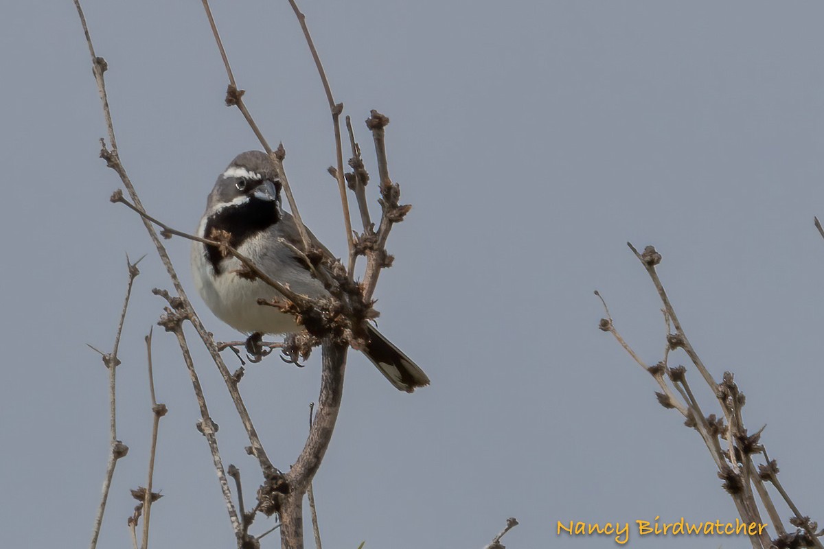 Black-throated Sparrow - Nancy Fernández