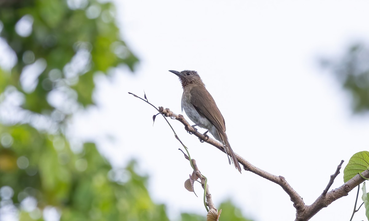 Philippine Bulbul - ML618540635