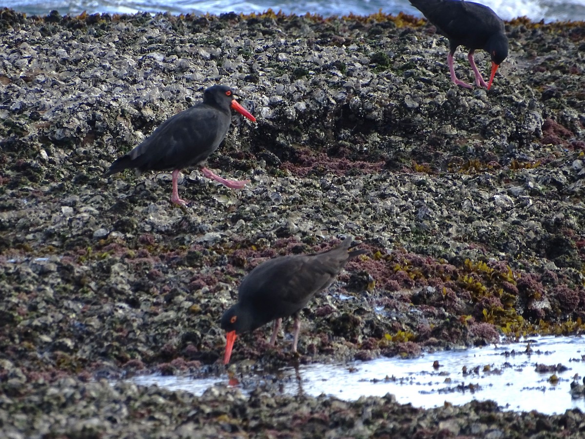 Sooty Oystercatcher - Richard Murray