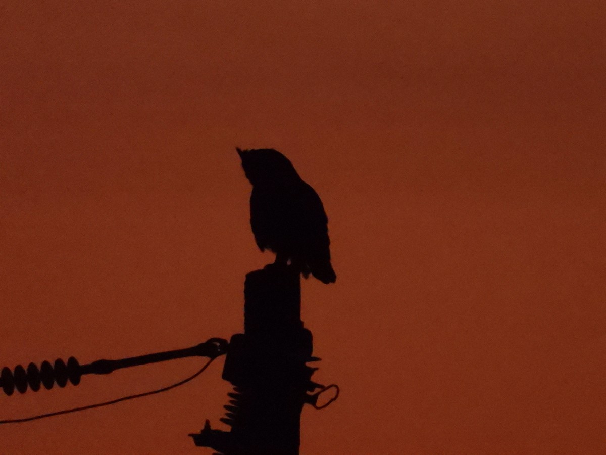 Great Horned Owl - Bill Holland