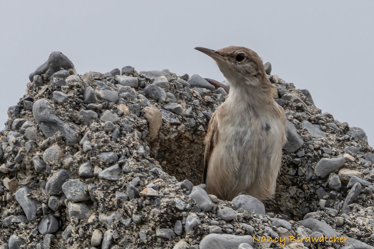 Rock Wren - Nancy Fernández