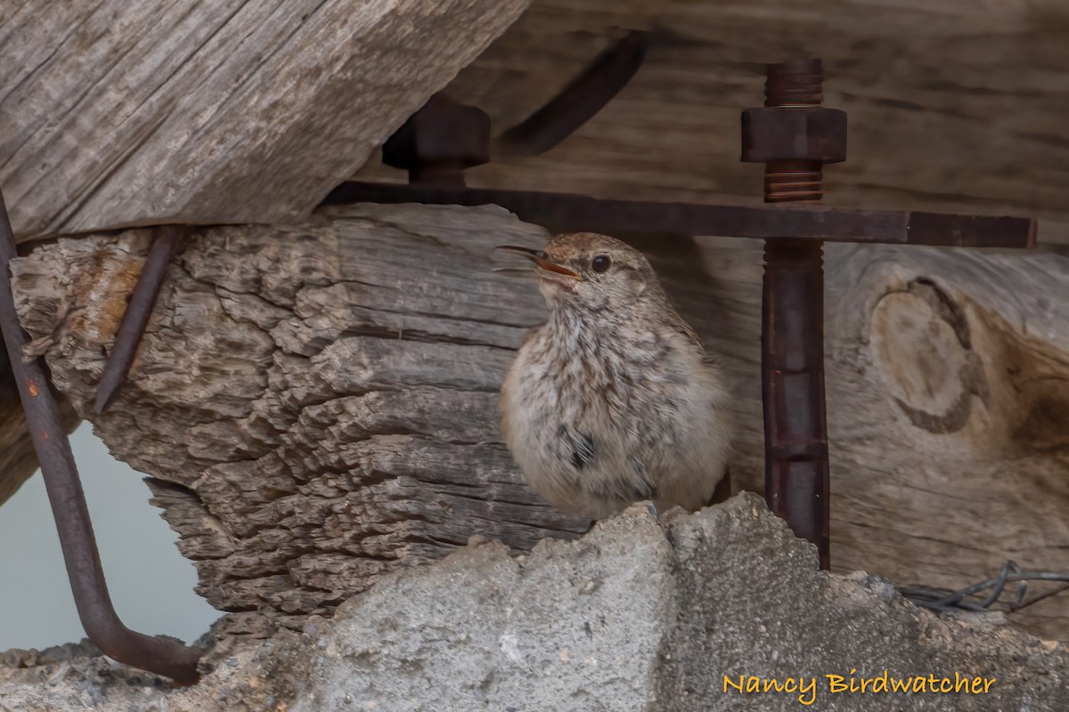 Rock Wren - Nancy Fernández