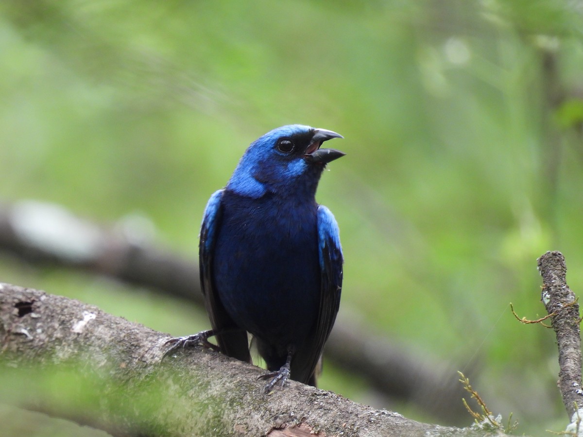 Blue Bunting - Carlos Barreda Cárdenas