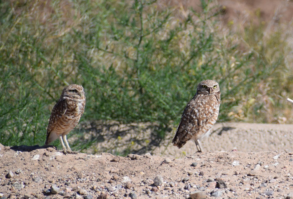 Burrowing Owl - ML618540724