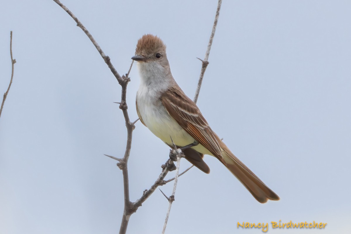 Ash-throated Flycatcher - Nancy Fernández