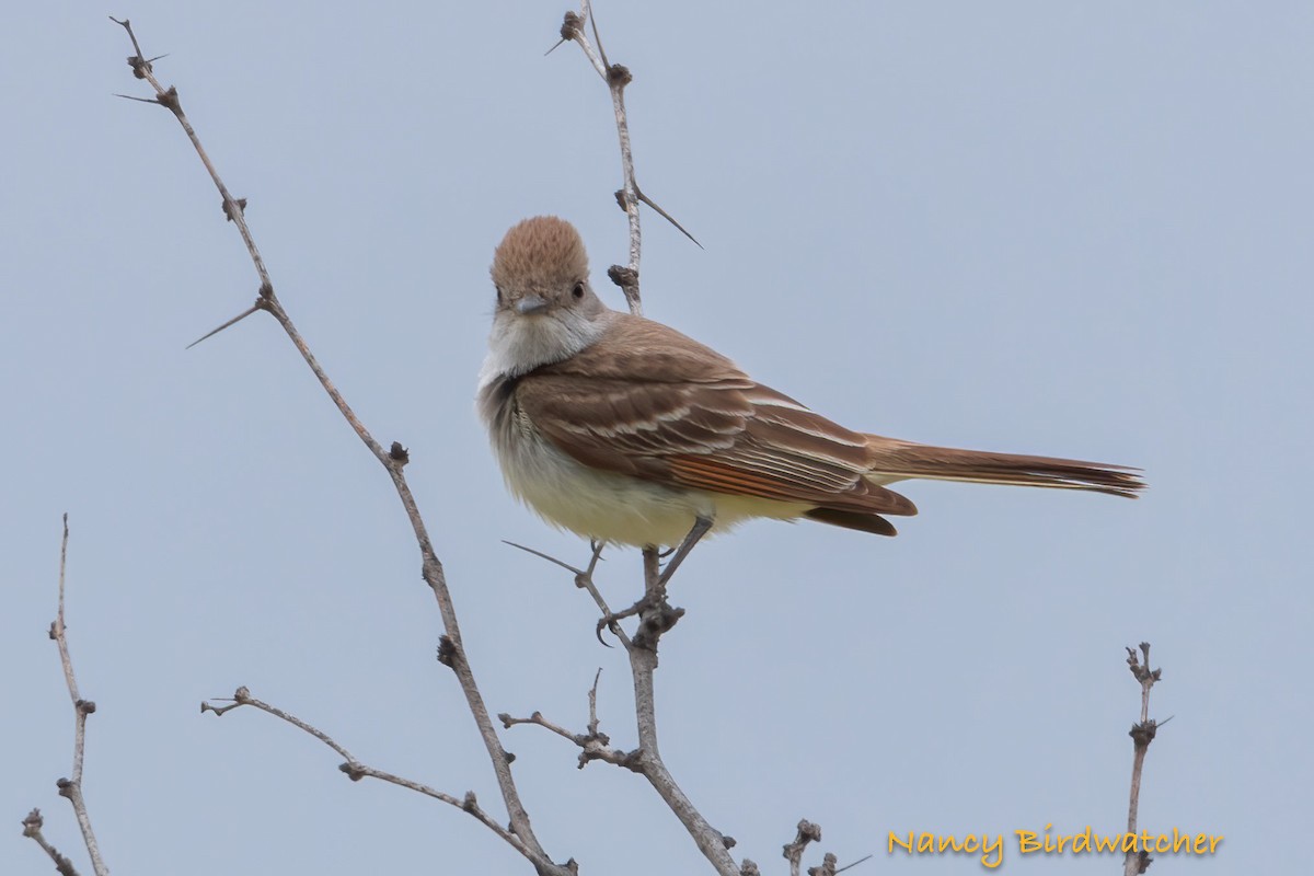 Ash-throated Flycatcher - Nancy Fernández