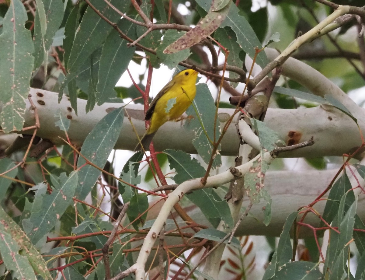 Wilson's Warbler - ML618540752