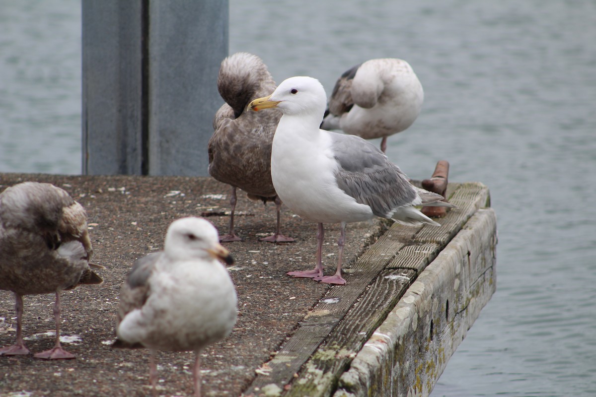 Glaucous-winged Gull - Savannah Messinger (Sexton)