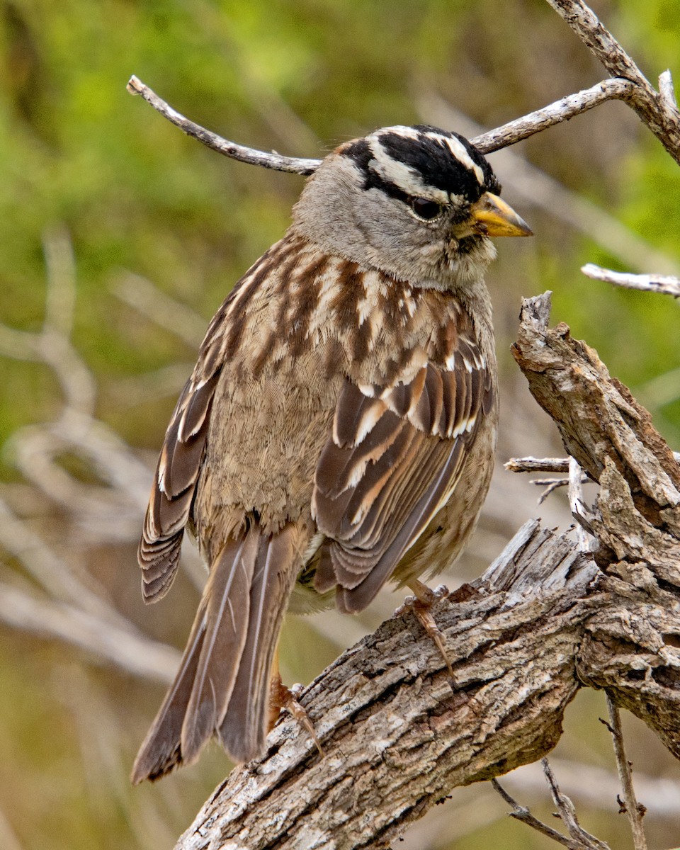 White-crowned Sparrow - Judith Sparhawk