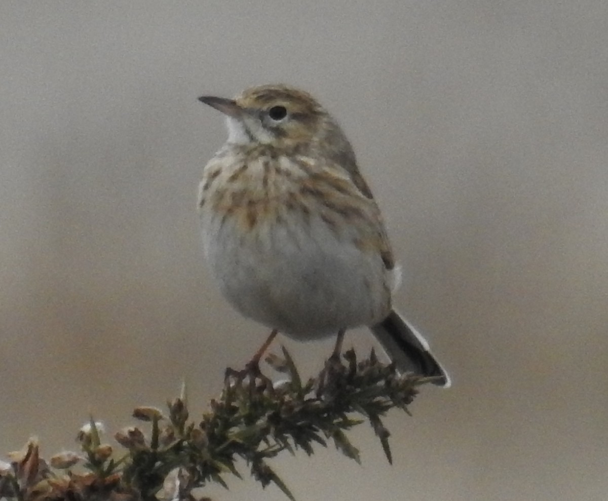 Bisbita Neozelandés (grupo australis) - ML61854081