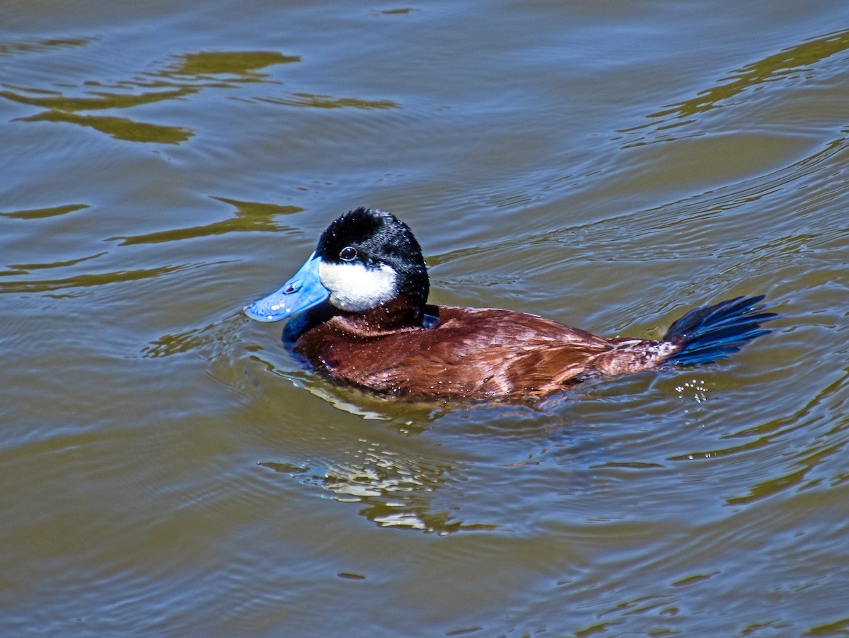 Ruddy Duck - ML618540814