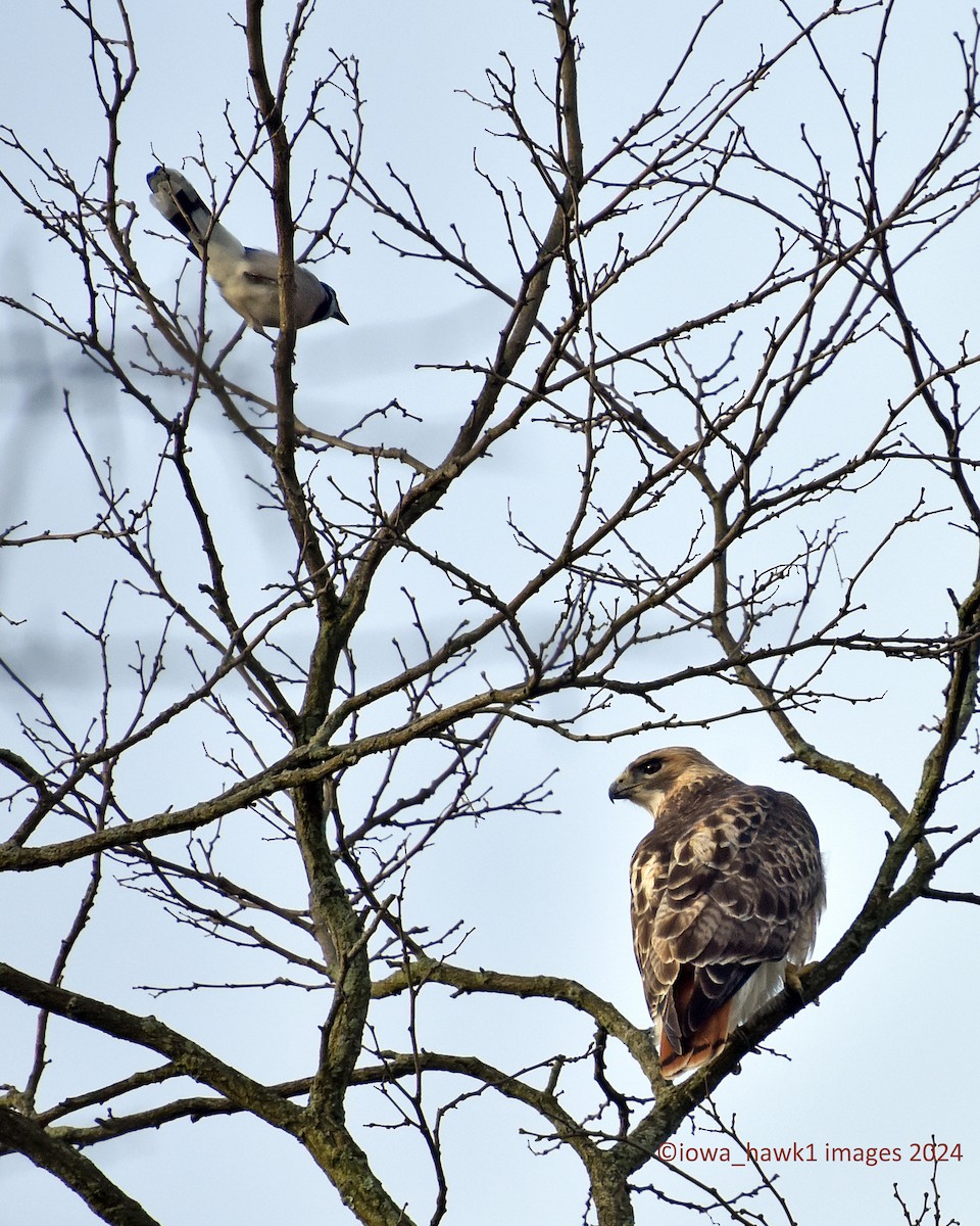 Red-tailed Hawk - Larry Sachs